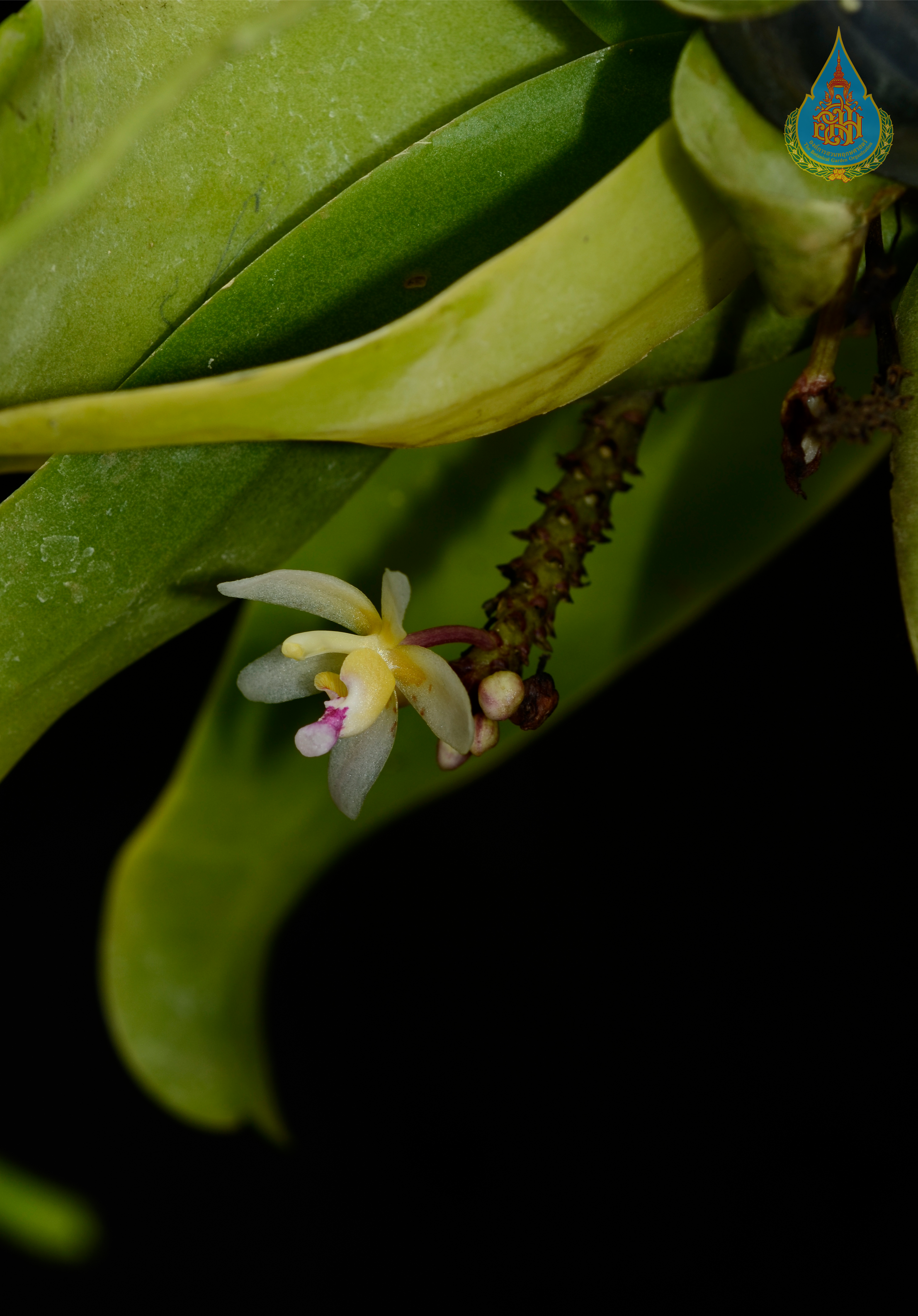 เอื้องช่อมะลิ Brachypeza laotica (Seidenf.) Seidenf.<br/>ORCHIDACEAE